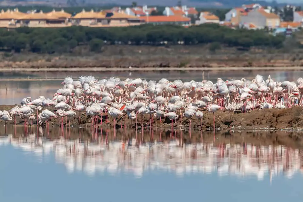 Flamingos in Marismas del Odiel Natural Reserve Huelva