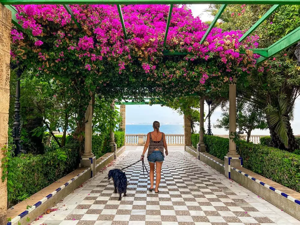 me and my dog strolling through a park where pink Rhododendrons create a tunnel leading towards sweeping sea views