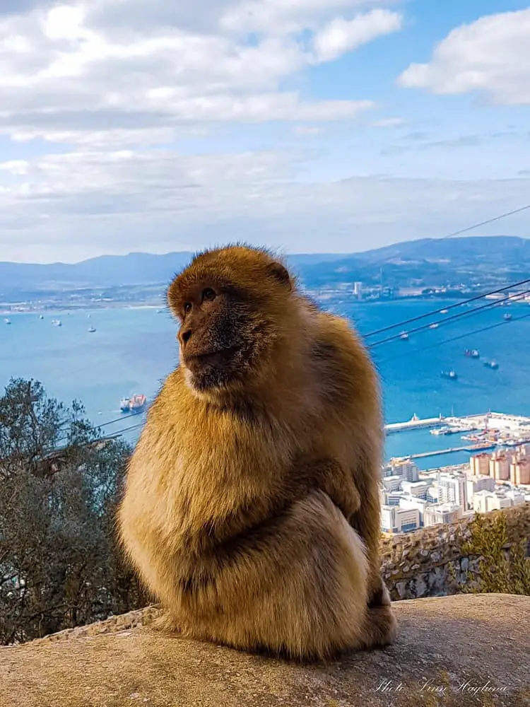 day trips from Malaga to Gibraltar to see monkeys