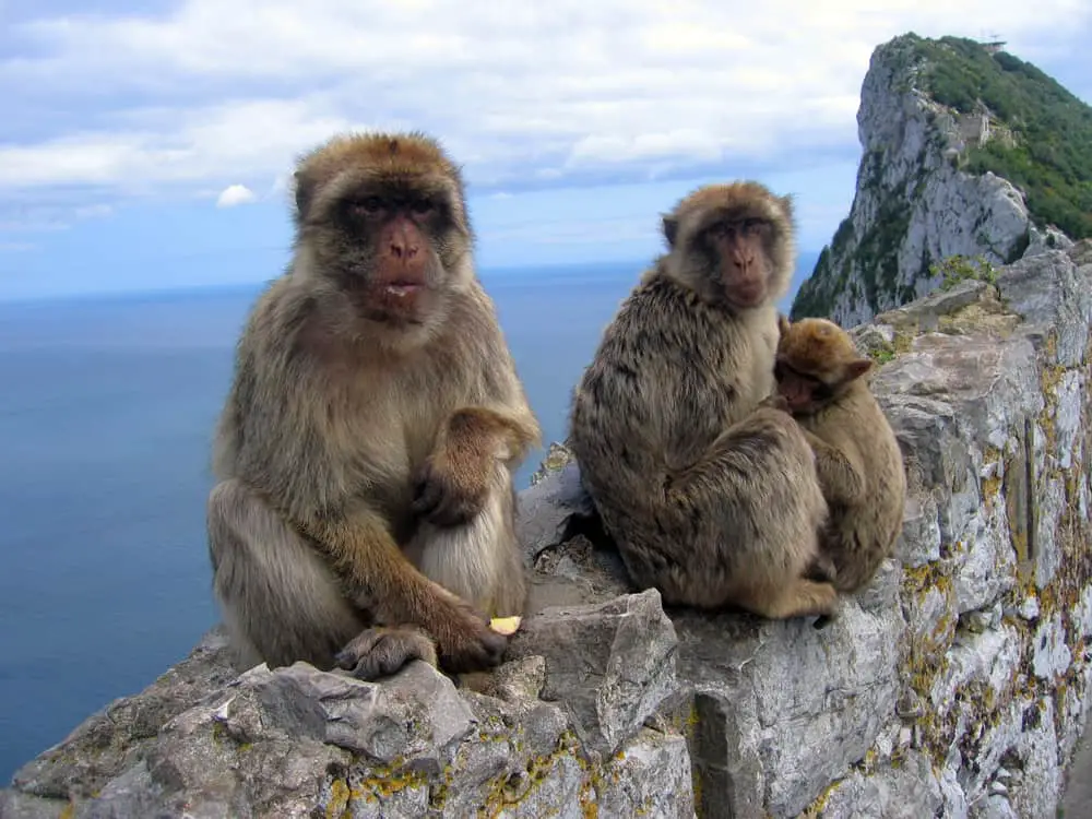 Gibraltar Monkeys