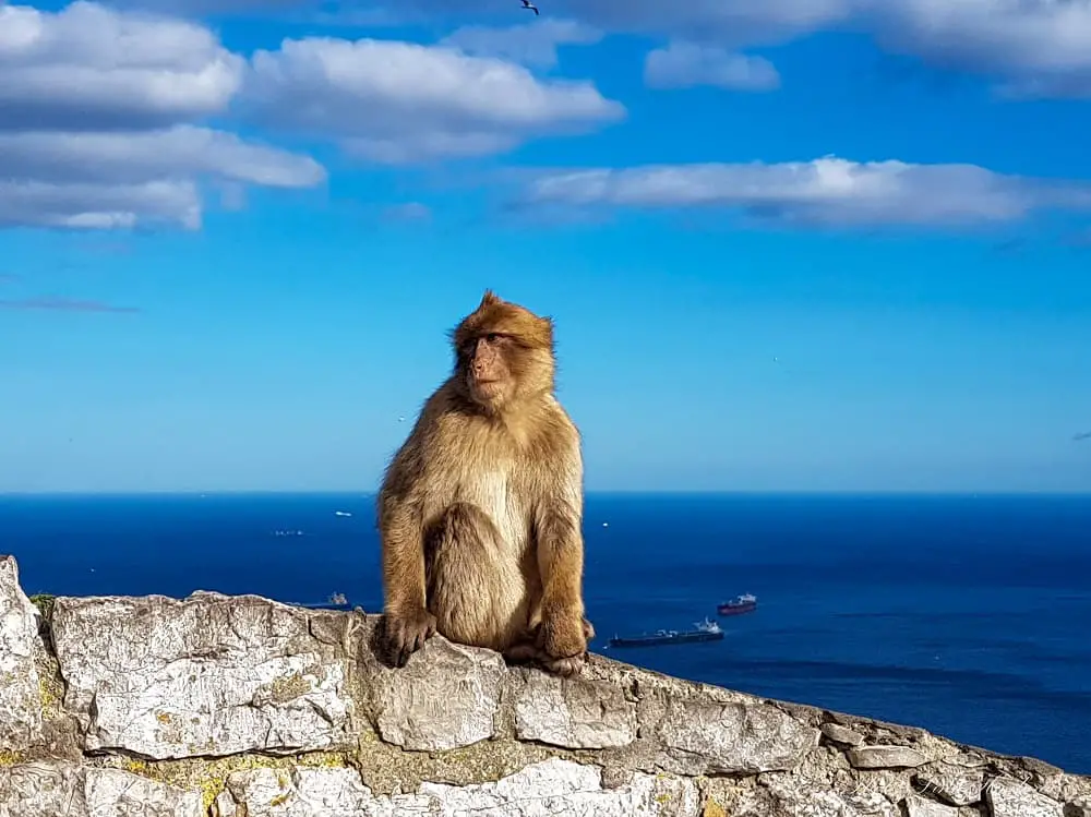 A Gibraltar monkey sitting on a rock - one of the highlights of any Benalmadena to Gibraltar day trip.