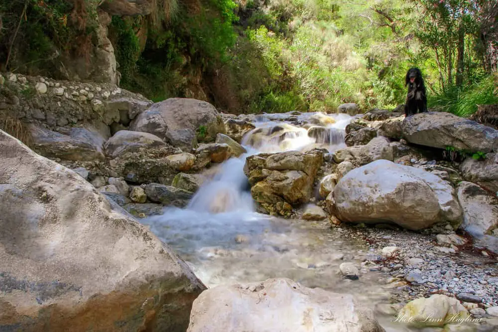 Water trickling down Rio Higueron in the shade of green trees.